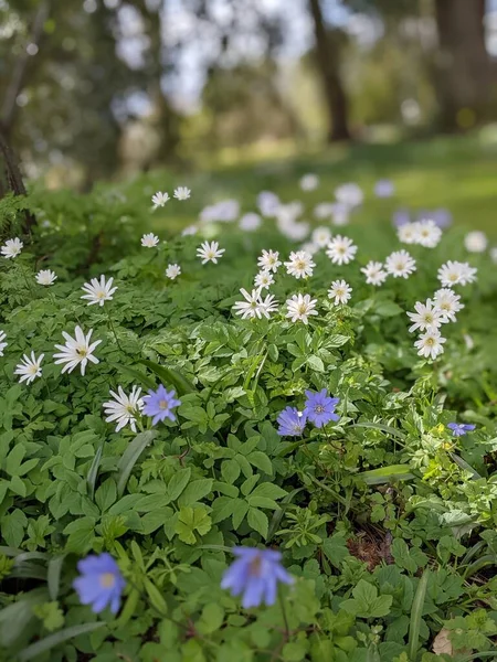 mavi ve beyaz çiçekli bahar çayırı