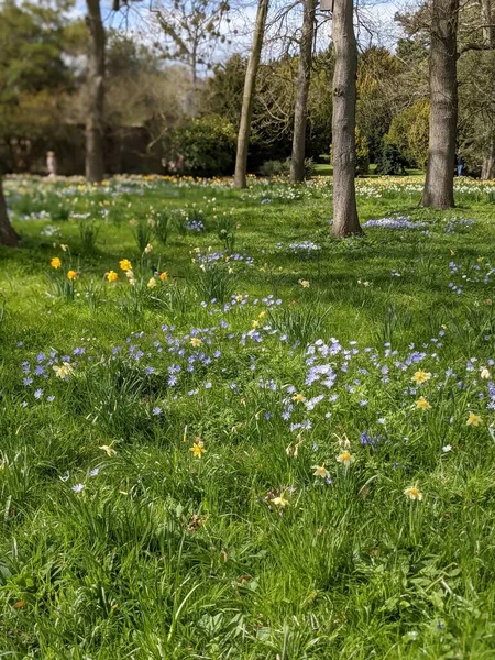 Beautiful Park Flowers Spring — 스톡 사진