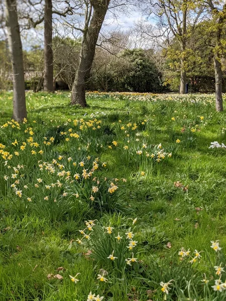 Beautiful Park Flowers Spring — 스톡 사진