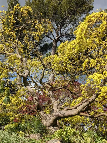 Mavi arka planda ağaçlar olan güzel yeşil bir park.