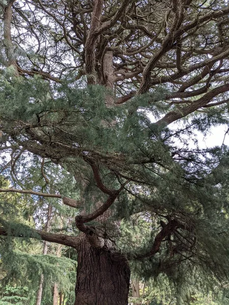 Pohled Krásný Velký Strom Parku — Stock fotografie