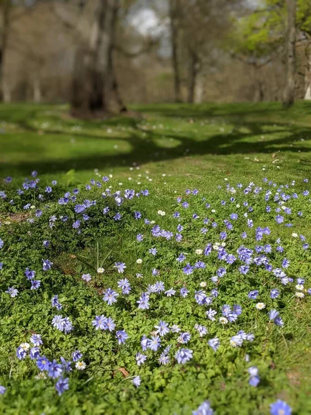 Ormanda mavi çiçekli bahar çayırı 