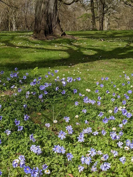 Ormanda mavi çiçekli bahar çayırı 