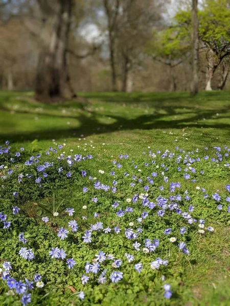 Ormanda mavi çiçekli bahar çayırı 