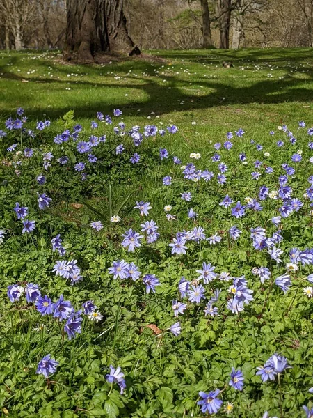 Ormanda mavi çiçekli bahar çayırı 