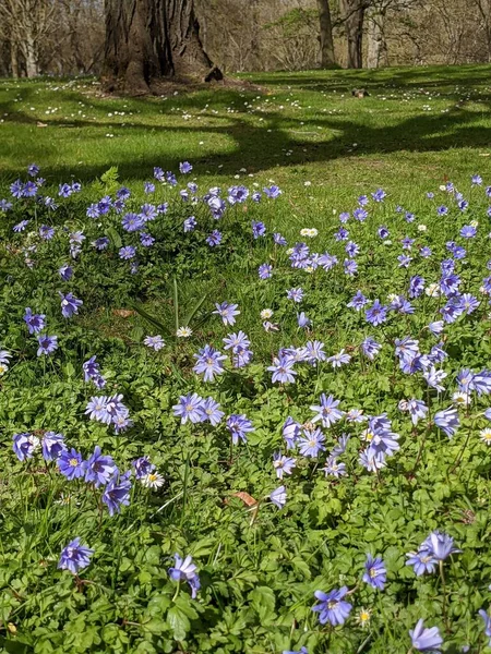 Ormanda mavi çiçekli bahar çayırı 