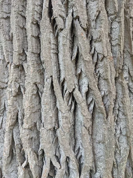 Bir Ağaç Gövdesinin Doğal Arka Planını Kapat — Stok fotoğraf