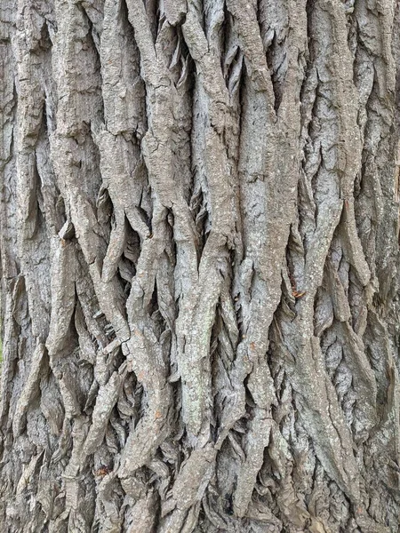 Закрыть Ствол Дерева Естественным Фоном — стоковое фото