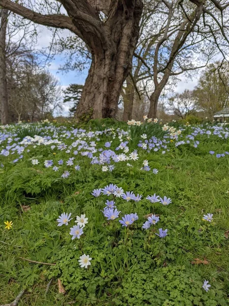 Baharda çiçekli güzel bir park.