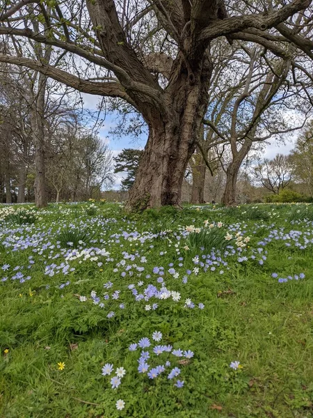Baharda çiçekli güzel bir park.