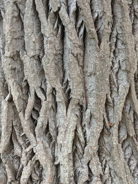 Close Tree Trunk Natural Background — Φωτογραφία Αρχείου