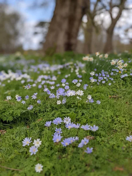 Ormanda mavi çiçekli bahar çayırı 