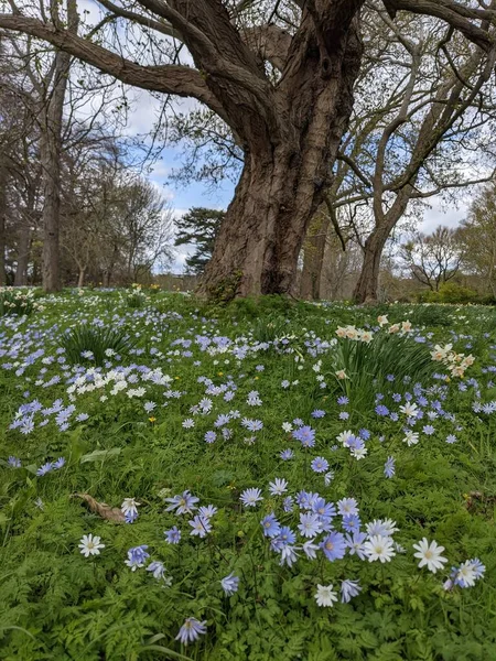 Baharda çiçekli güzel bir park.