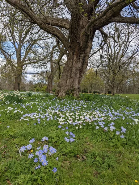 Baharda çiçekli güzel bir park.