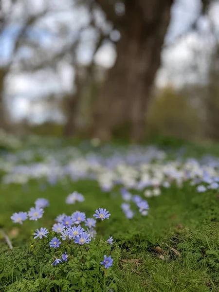 Beautiful Park Flowers Spring — стоковое фото