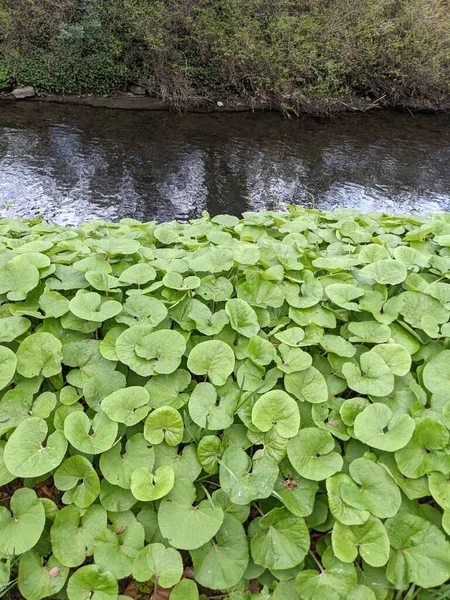 Hojas Verdes Orilla Pequeño Estanque — Foto de Stock