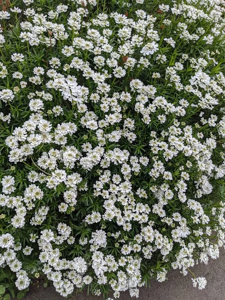 Belles Fleurs Blanches Dans Jardin — Photo