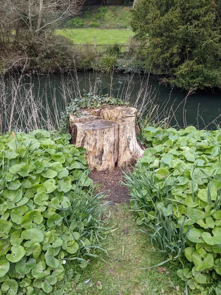 Küçük bir gölün kıyısında ağaç kütüğü ve yeşil yapraklar.