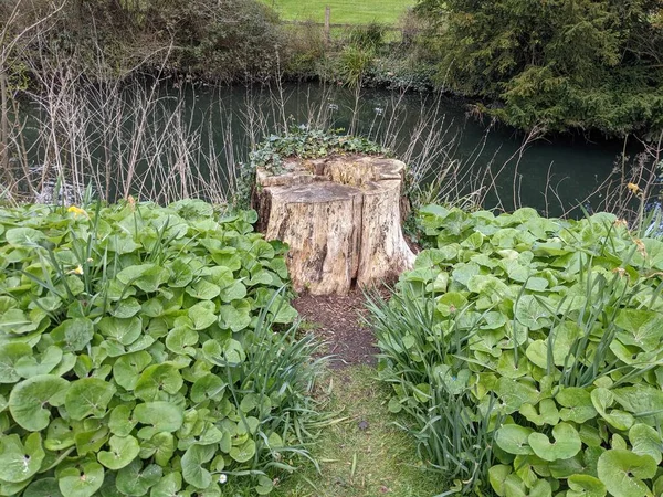 Küçük bir gölün kıyısında ağaç kütüğü ve yeşil yapraklar.