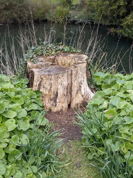 Küçük bir gölün kıyısında ağaç kütüğü ve yeşil yapraklar.