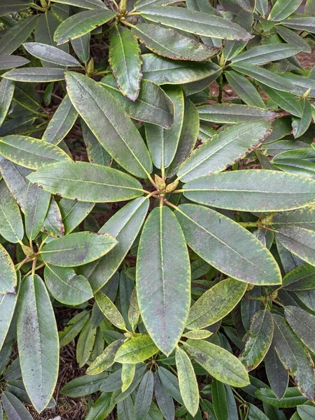 Feuilles Une Plante Dans Jardin Papier Peint Naturel — Photo