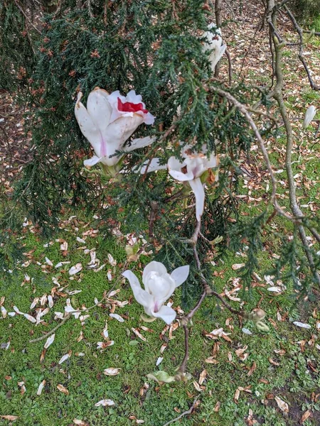 Vita Magnolia Blommor Trädgården — Stockfoto