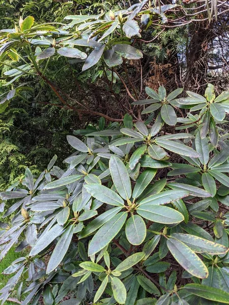 Blätter Einer Pflanze Garten Natürliche Tapete — Stockfoto