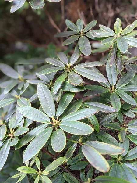 Bahçedeki bir bitkinin yaprakları, doğal duvar kağıdı.