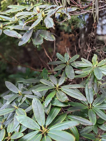 Bahçedeki bir bitkinin yaprakları, doğal duvar kağıdı.