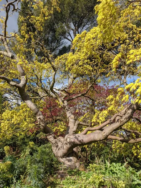 Mavi arka planda ağaçlar olan güzel yeşil bir park.