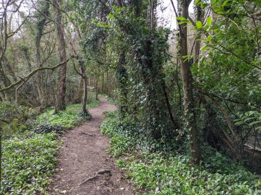 Yeşil bahar ormanında güzel bir patika