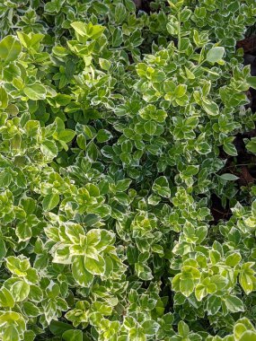 Doğanın dokusu gibi yeşil bir çalılığın yaprakları. Kapat.