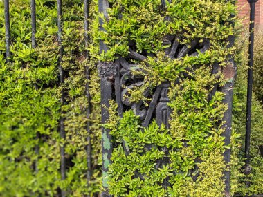 İşlenmiş demir çitin üzerindeki yeşil çalı 