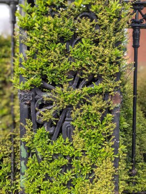 İşlenmiş demir çitin üzerindeki yeşil çalı 