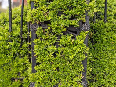 İşlenmiş demir çitin üzerindeki yeşil çalı 