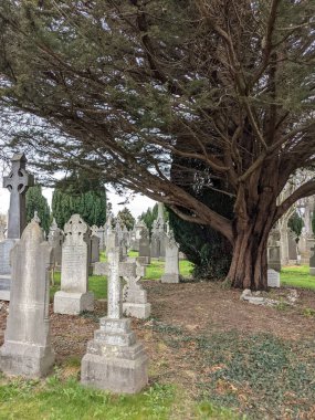 Dublin, İrlanda 'daki Glasnevin Mezarlığı' nda büyük bir ağaç.