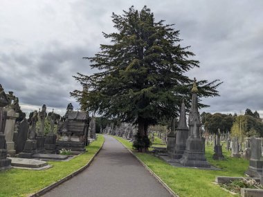 Dublin, İrlanda 'daki Glasnevin Mezarlığı' nda büyük bir ağaç.