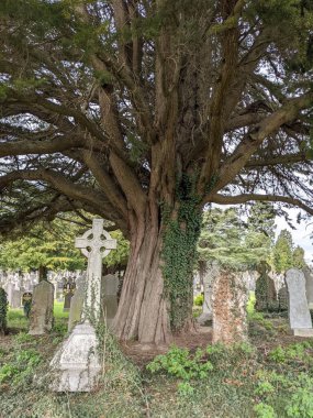 Dublin, İrlanda 'daki Glasnevin Mezarlığı' nda büyük bir ağaç.