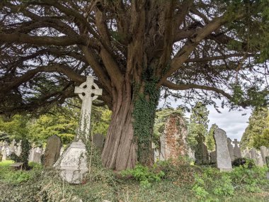 Dublin, İrlanda 'daki Glasnevin Mezarlığı' nda büyük bir ağaç.