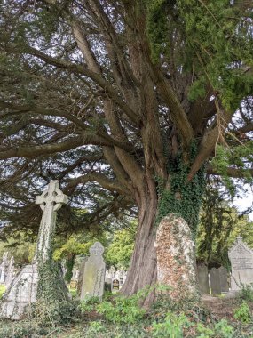 Dublin, İrlanda 'daki Glasnevin Mezarlığı' nda büyük bir ağaç.