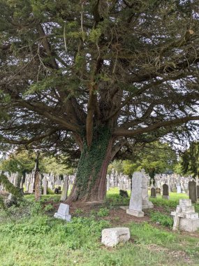 Dublin, İrlanda 'daki Glasnevin Mezarlığı' nda büyük bir ağaç.