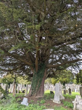 Dublin, İrlanda 'daki Glasnevin Mezarlığı' nda büyük bir ağaç.