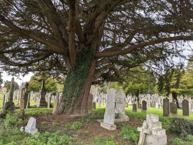 Dublin, İrlanda 'daki Glasnevin Mezarlığı' nda büyük bir ağaç.