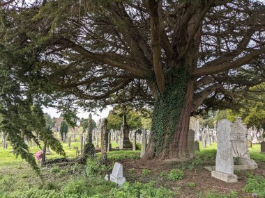 Dublin, İrlanda 'daki Glasnevin Mezarlığı' nda büyük bir ağaç.