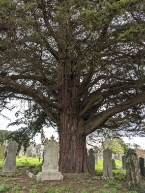 Dublin, İrlanda 'daki Glasnevin Mezarlığı' nda büyük bir ağaç.