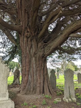 Dublin, İrlanda 'daki Glasnevin Mezarlığı' nda büyük bir ağaç.
