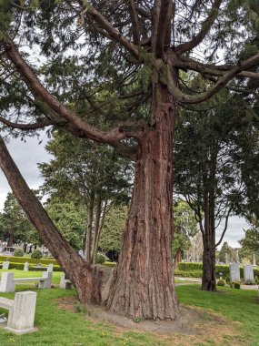 Dublin, İrlanda 'daki Glasnevin Mezarlığı' nda büyük bir ağaç.