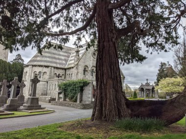 Dublin, İrlanda 'daki Glasnevin Mezarlığı' nda büyük bir ağaç.