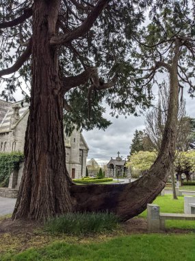 Dublin, İrlanda 'daki Glasnevin Mezarlığı' nda büyük bir ağaç.