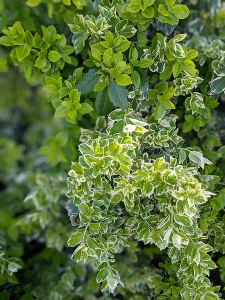 Green Leaves Shrub Texture Nature Close — Photo